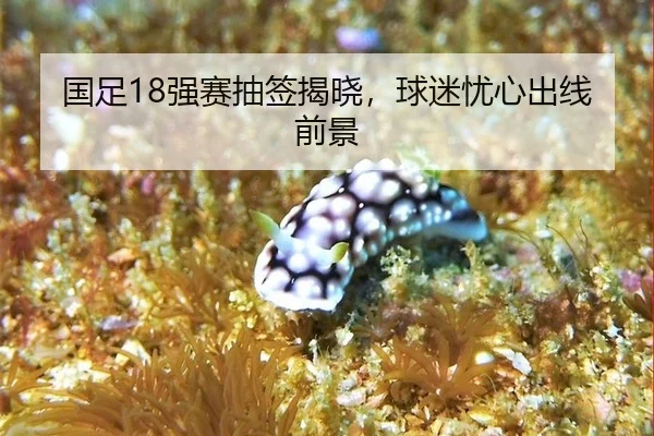 guo-zu-qiang-sai-chou-qian-jie-xiao-qiu-mi-you-xin-chu-xian-qian-jing-2-539.jpg